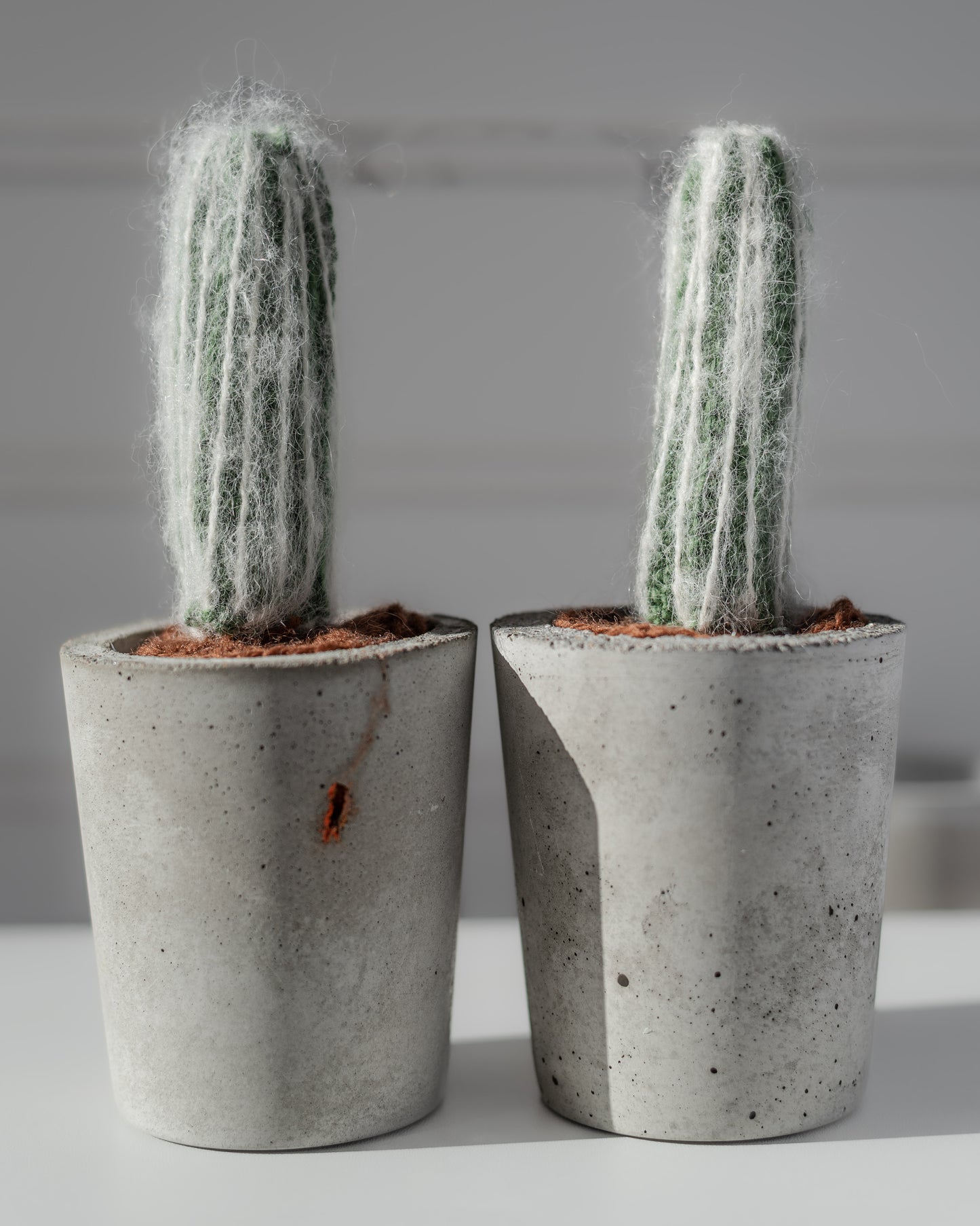 Grand cactus - tête de vieillard