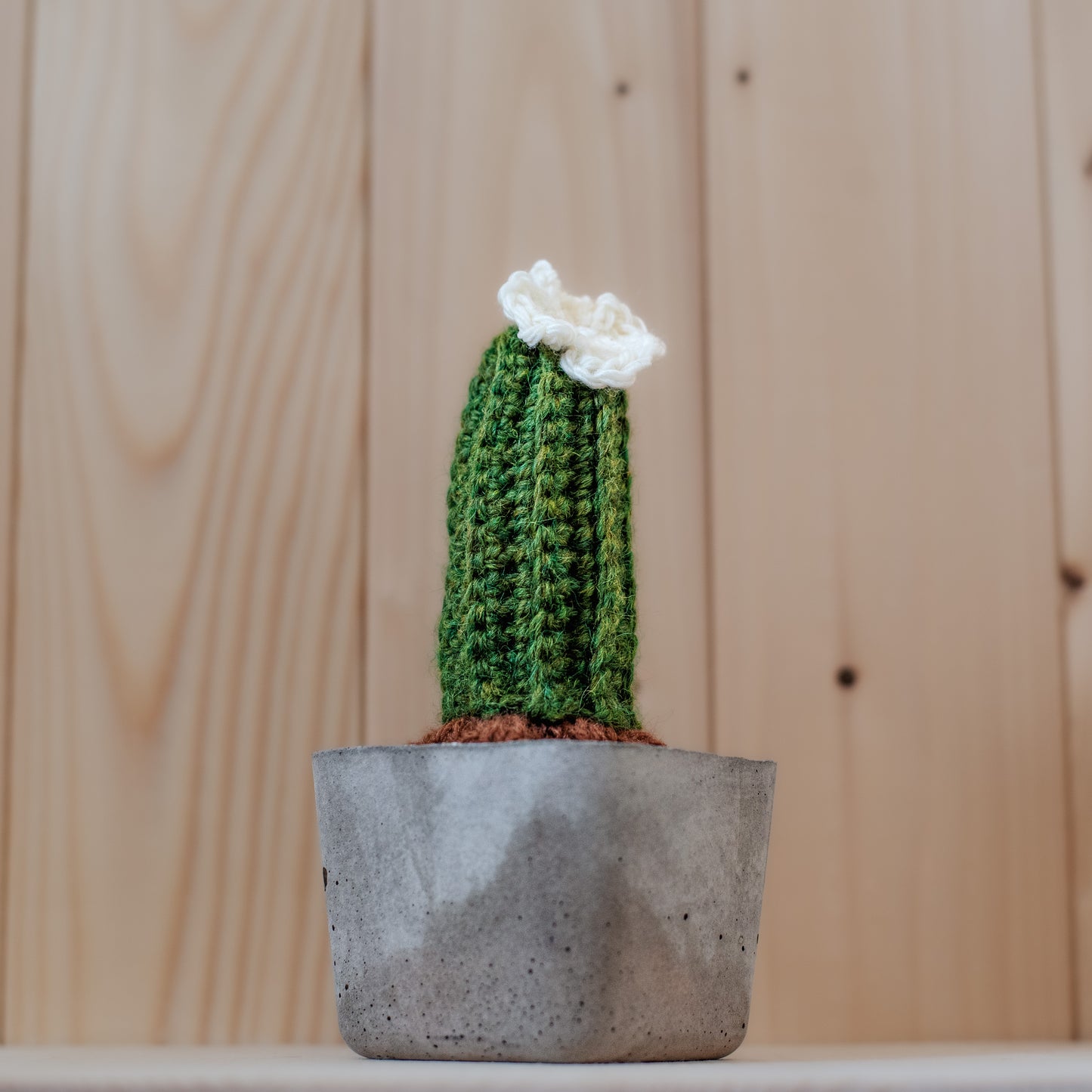 Small cactus