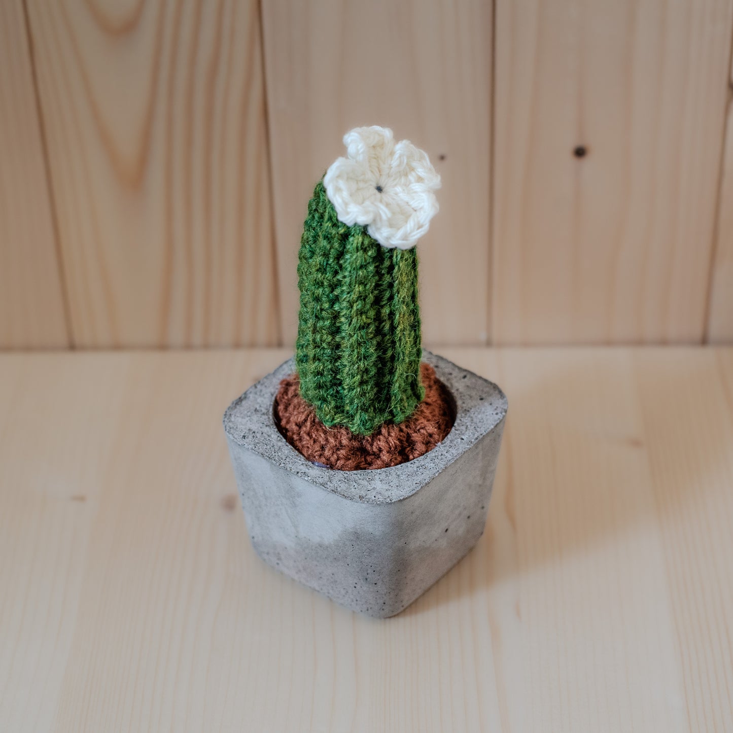 Small cactus