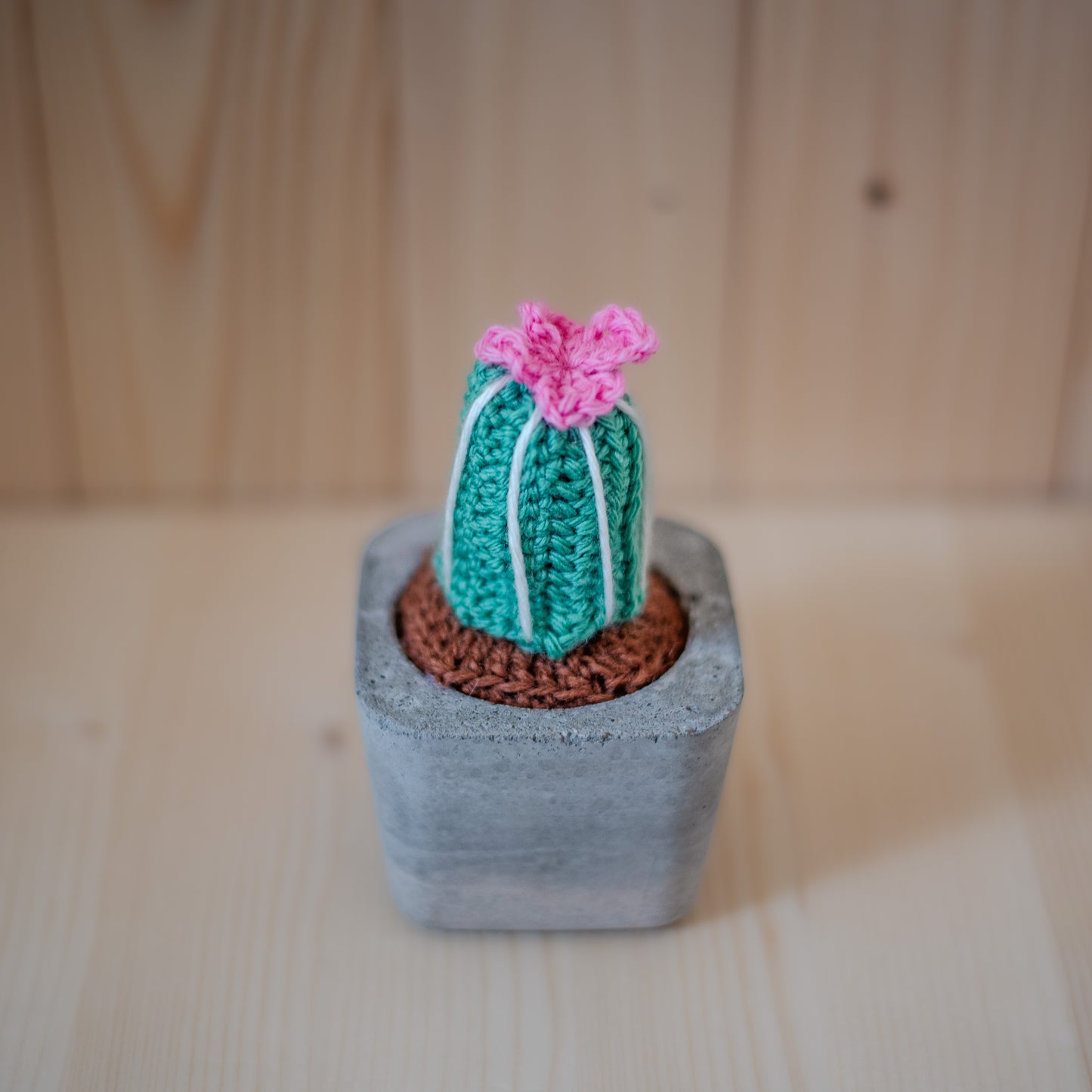 Petit cactus