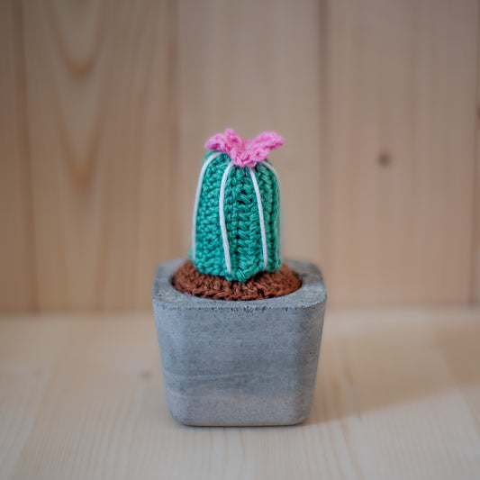 Petit cactus