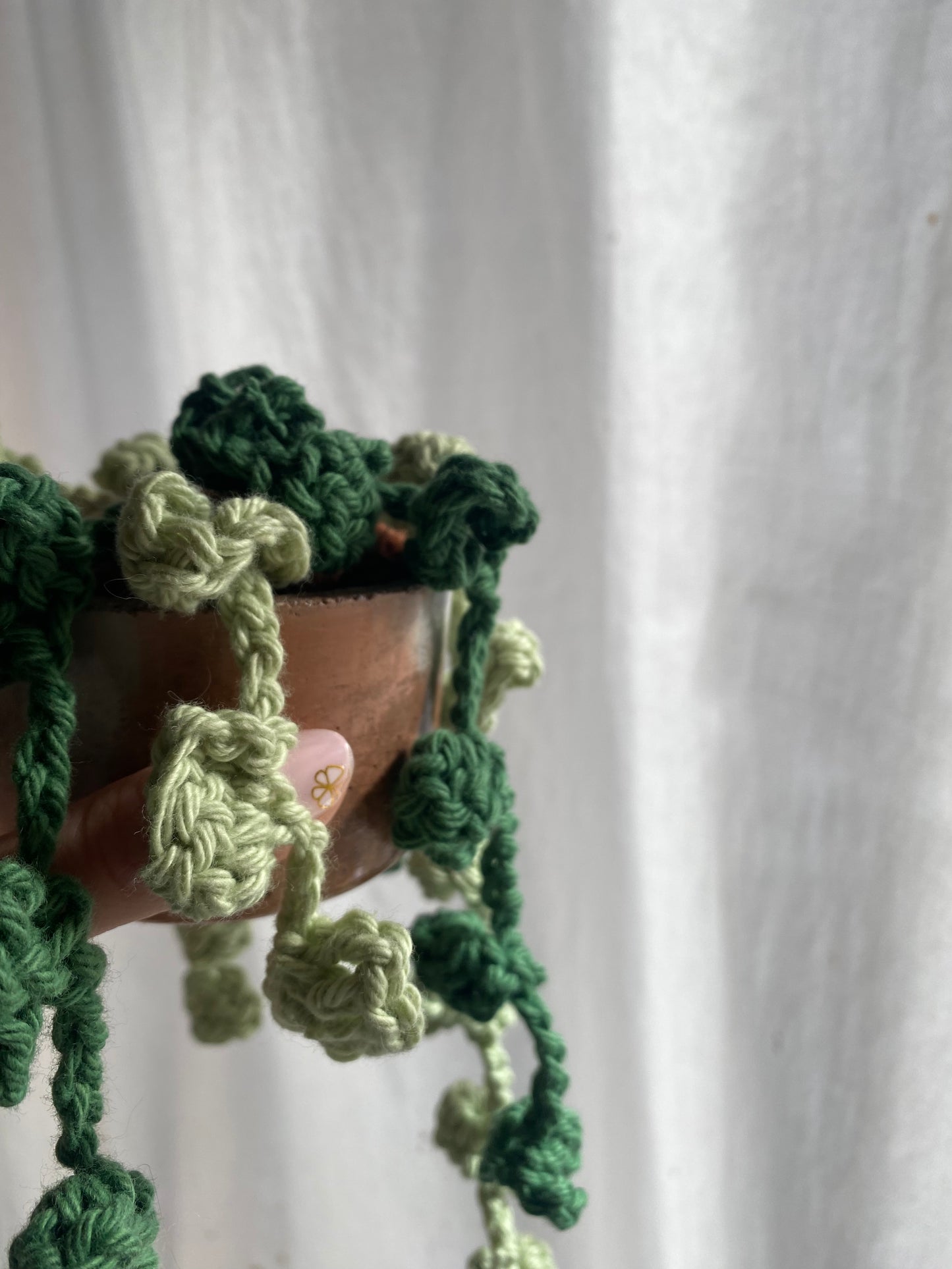Pépéromia Hope à feuilles rondes — Plante retombante au crochet