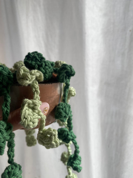 Pépéromia Hope à feuilles rondes — Plante retombante au crochet