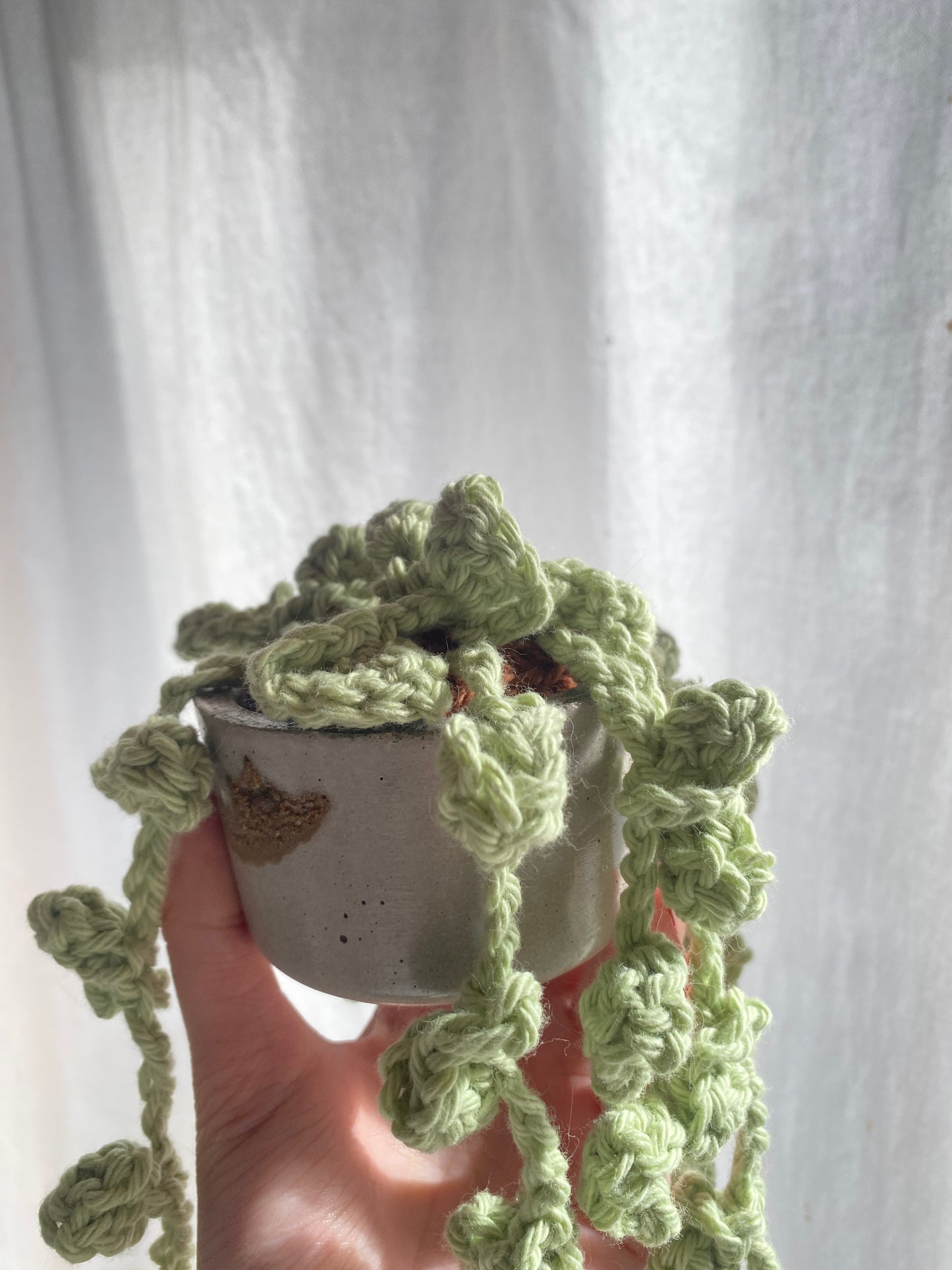 Pépéromia Hope à feuilles rondes — Plante retombante au crochet