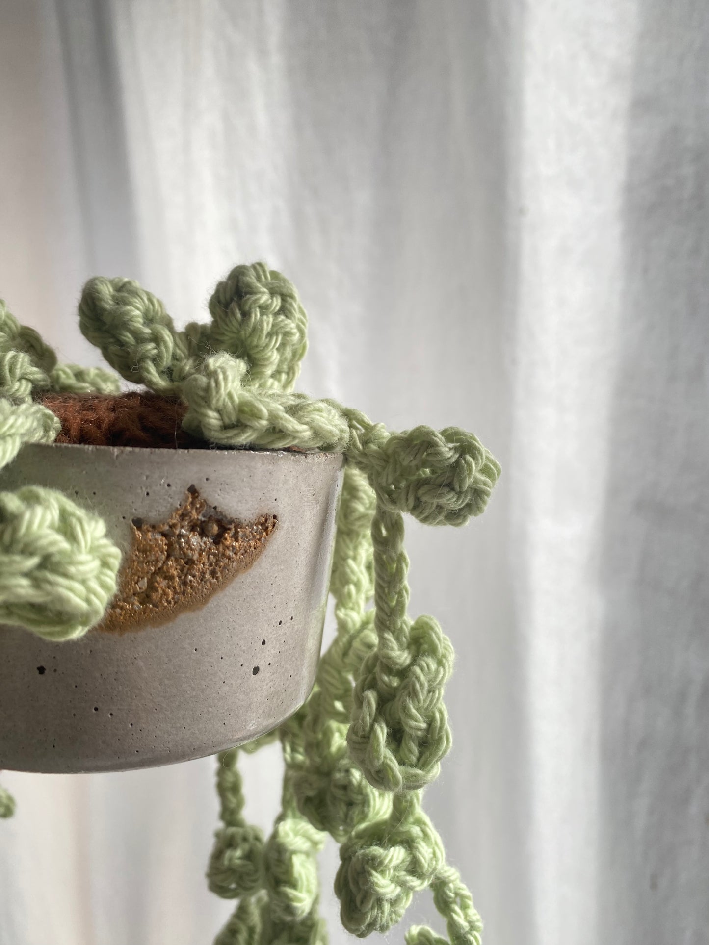 Pépéromia Hope à feuilles rondes — Plante retombante au crochet